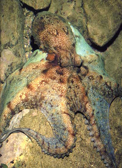 octopus_vulgaris.jpg