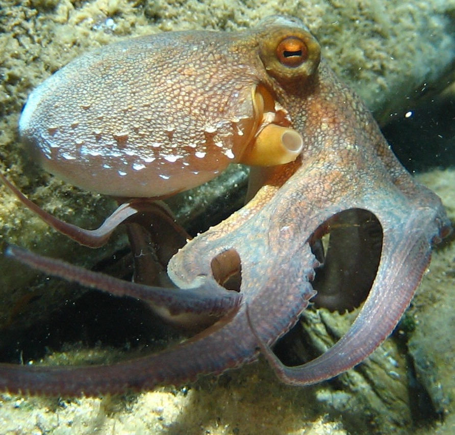 Octopus_vulgaris2.jpg