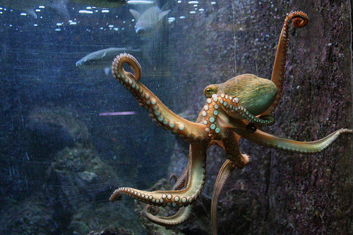 octopus4.jpg