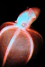 vampyroteuthis.jpg