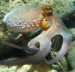 Octopus_vulgaris2.jpg